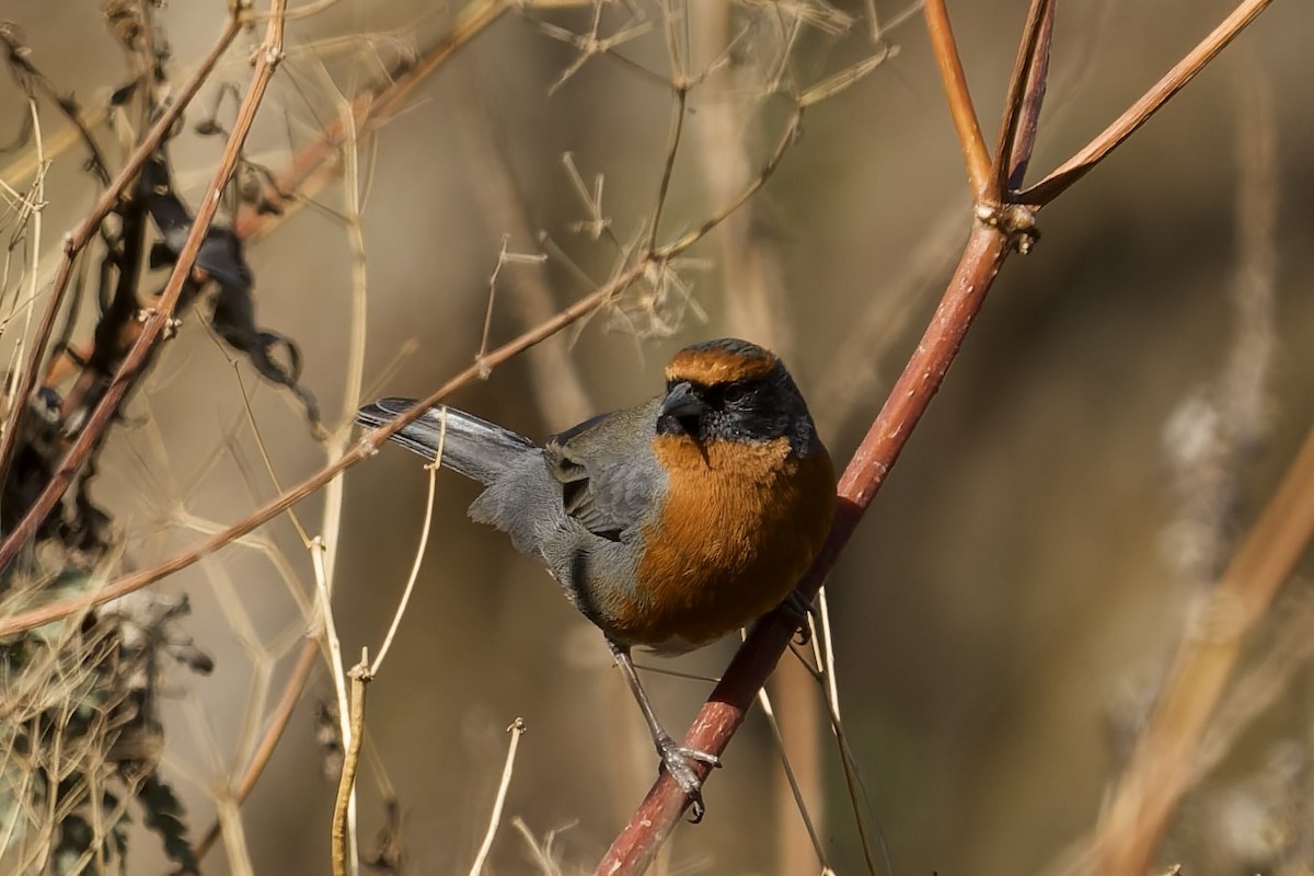 Rufous-breasted Warbling Finch - ML646040365