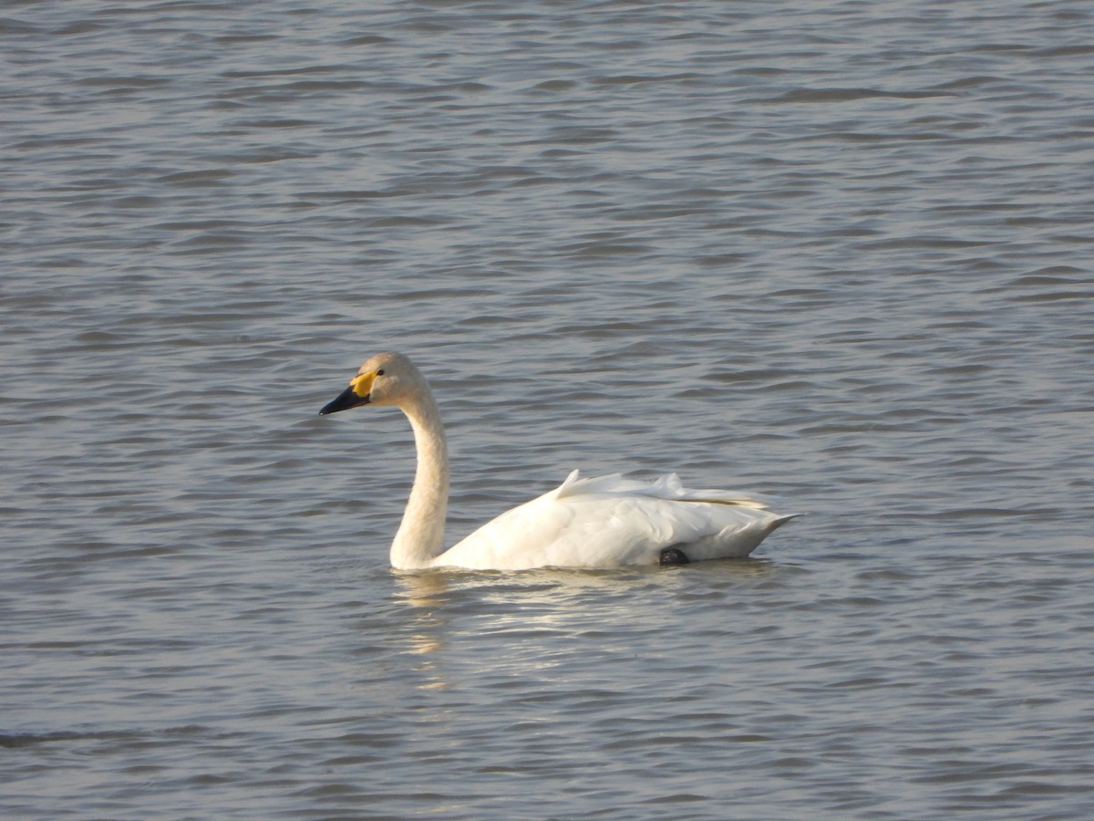 Tundra Swan (Bewick's) - ML646040366