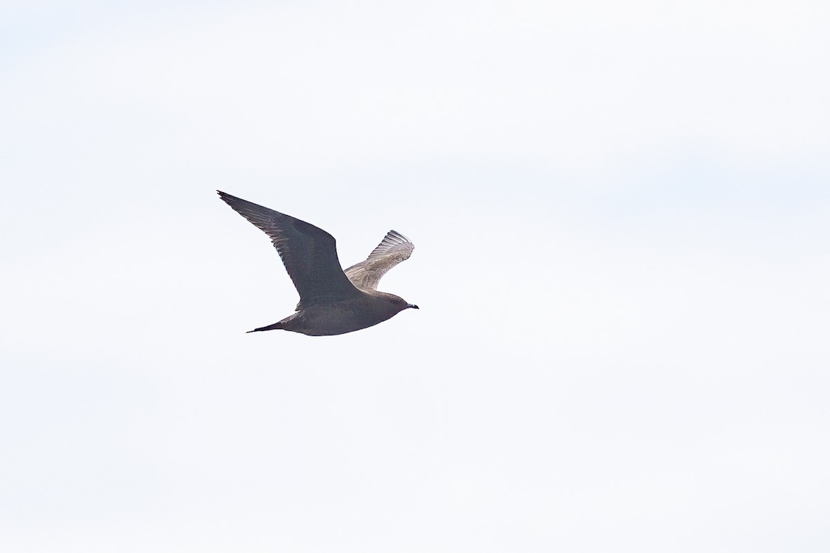 Long-tailed Jaeger - ML646040367