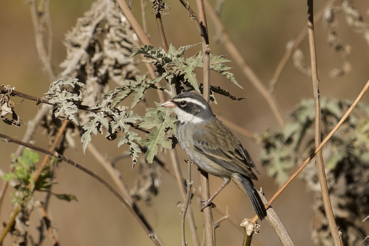 Collared Warbling Finch - ML646040372