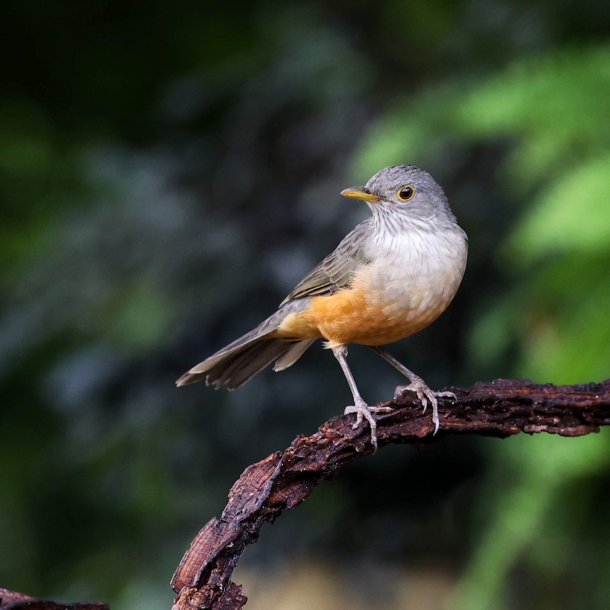 Rufous-bellied Thrush - ML646040373