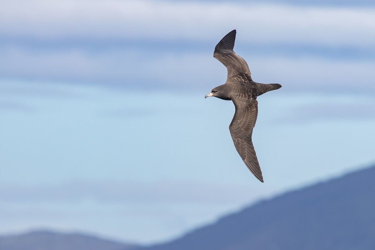 Flesh-footed Shearwater - ML646040374
