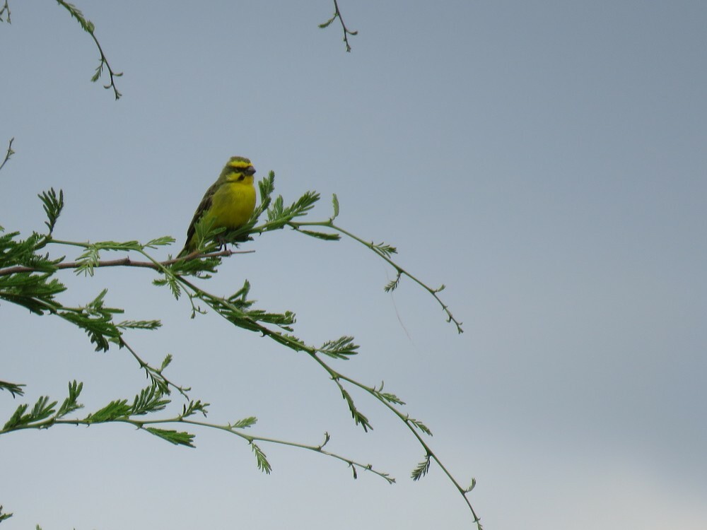 Yellow-fronted Canary - ML646040376