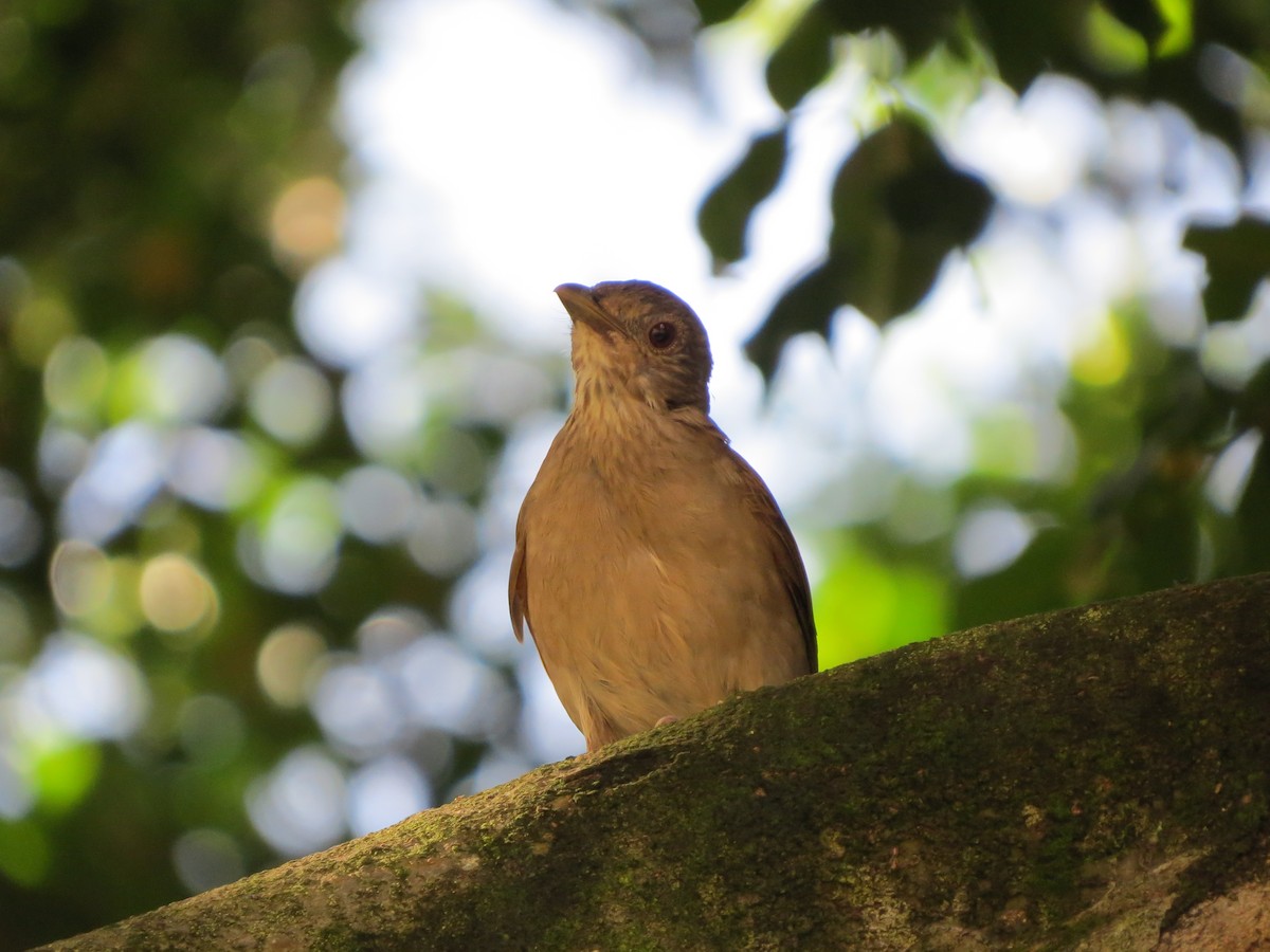Pale-breasted Thrush - ML646040377