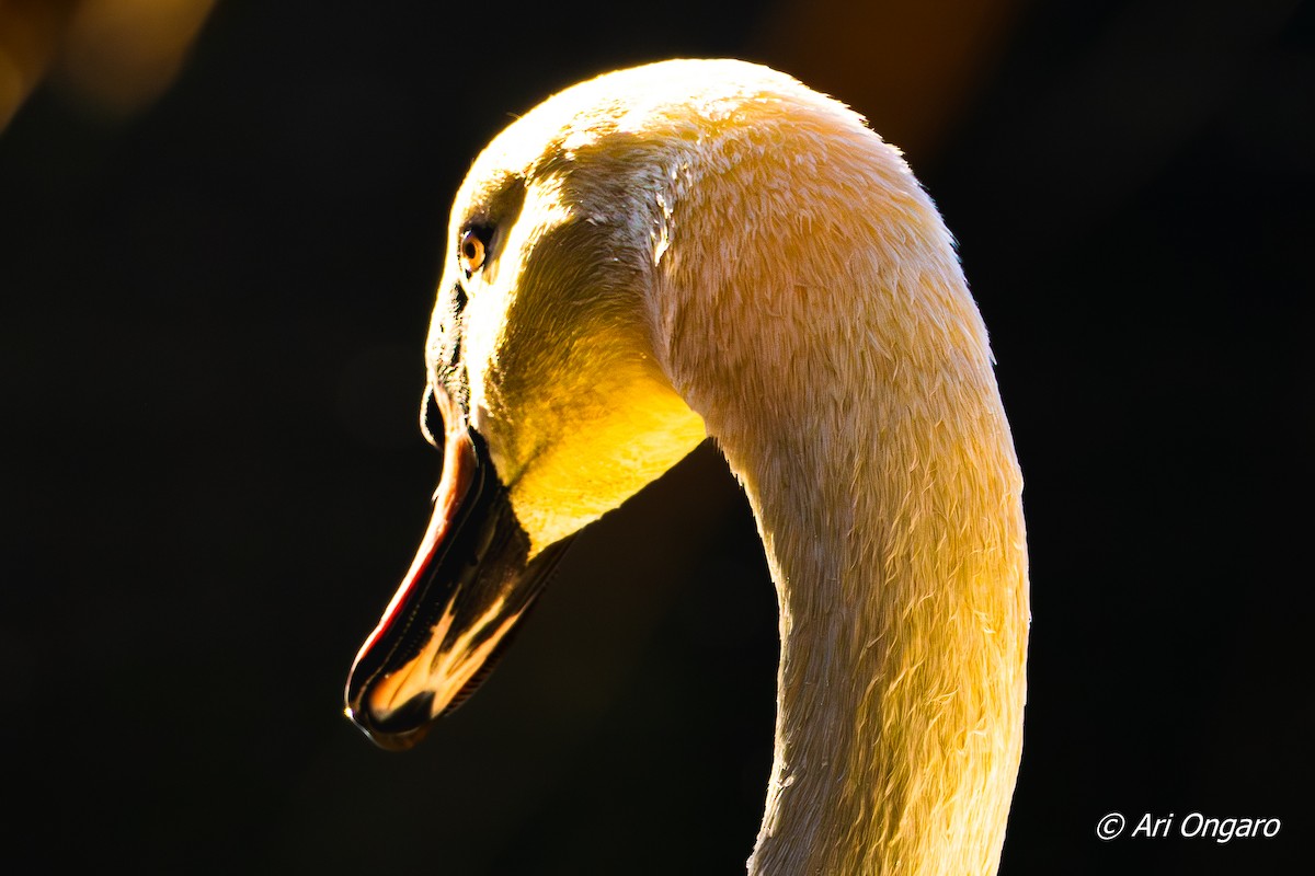 Mute Swan - ML646040378