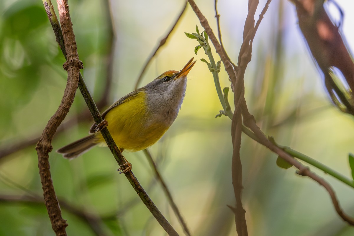 Mountain Tailorbird - ML646040379