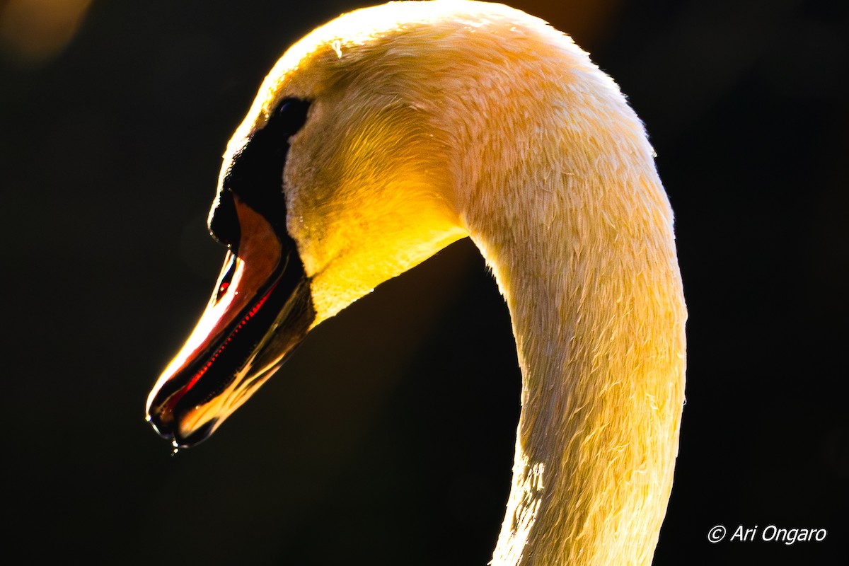 Mute Swan - ML646040380