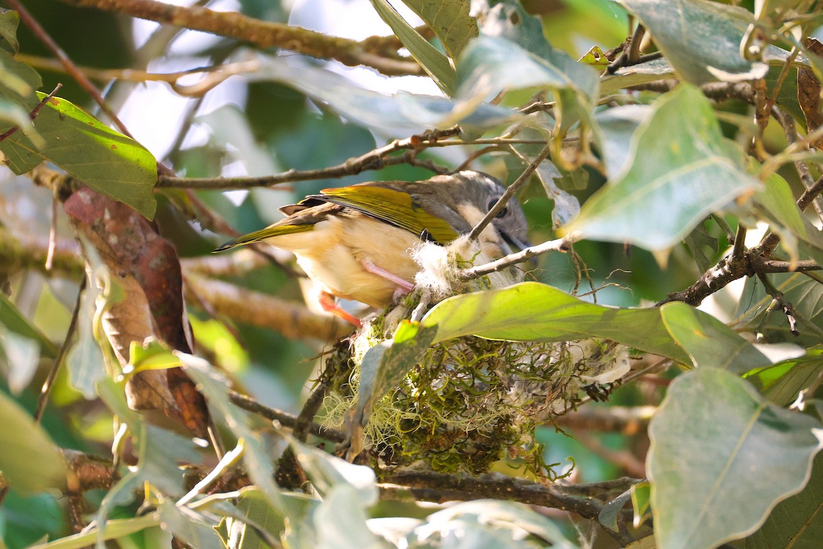 White-browed Shrike-Babbler - ML646040384