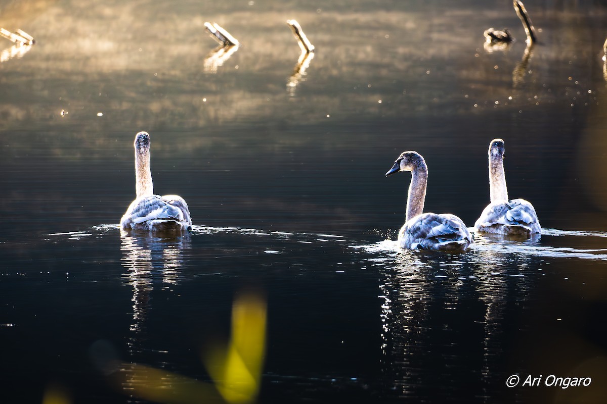 Mute Swan - ML646040387