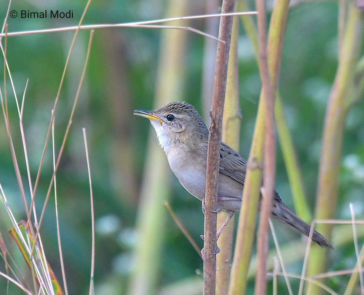 Common Grasshopper Warbler - ML646040394