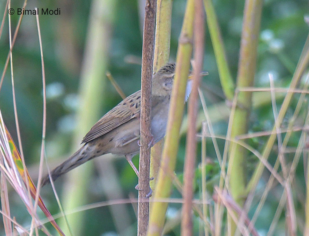 Common Grasshopper Warbler - ML646040395