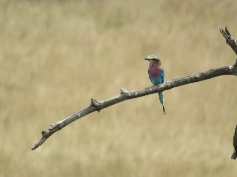 Lilac-breasted Roller - ML646040396