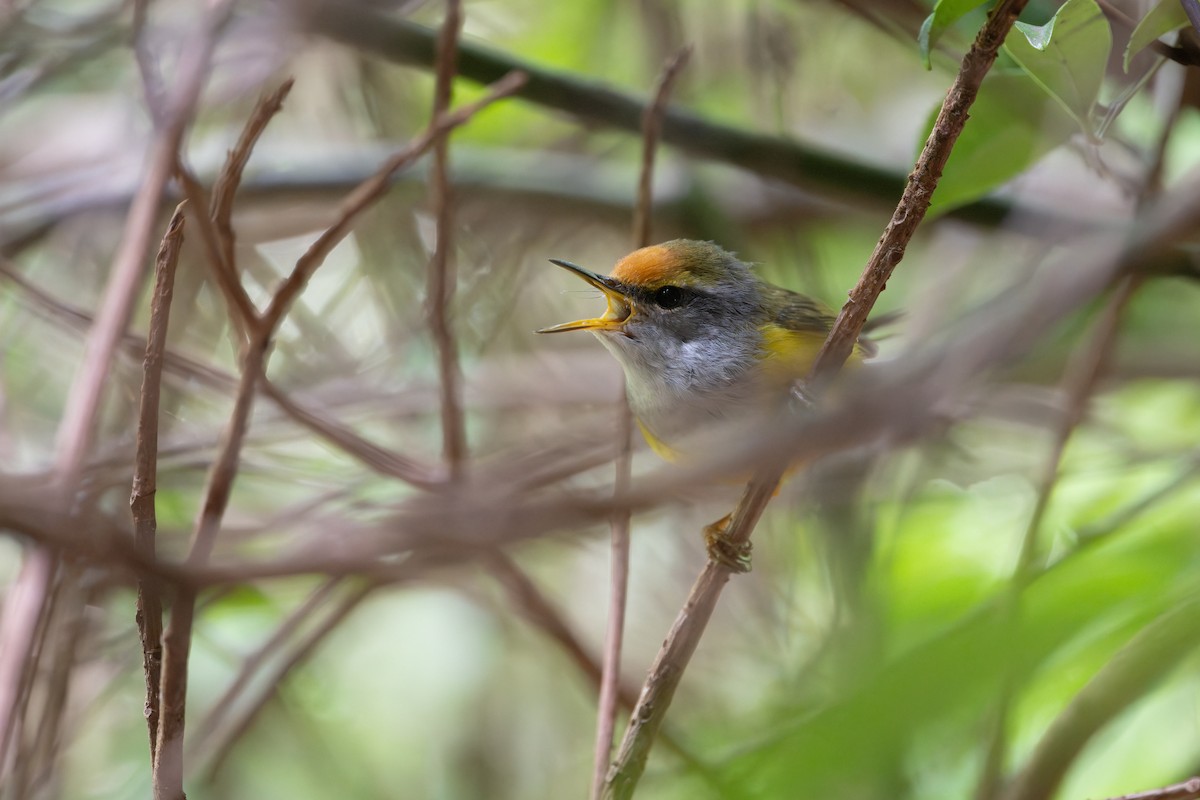 Mountain Tailorbird - ML646040397