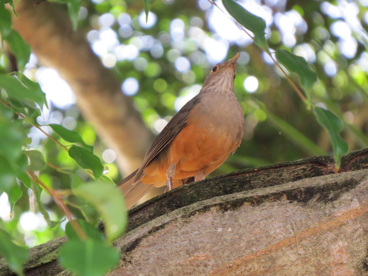 Rufous-bellied Thrush - ML646040398