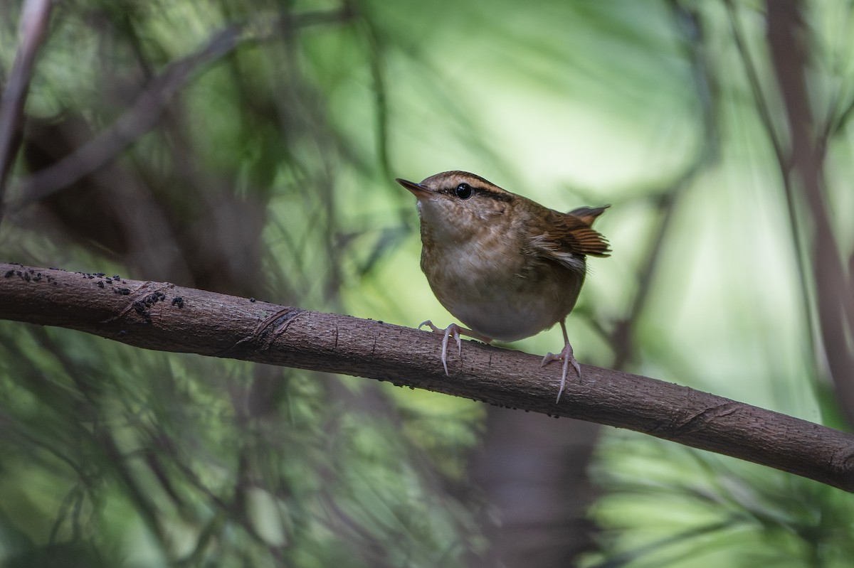 Asian Stubtail - ML646040399