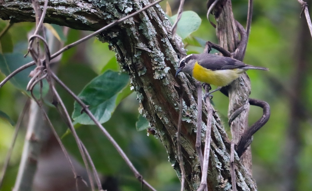 Bananaquit - ML646040400