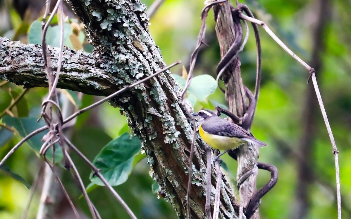 Bananaquit - ML646040401