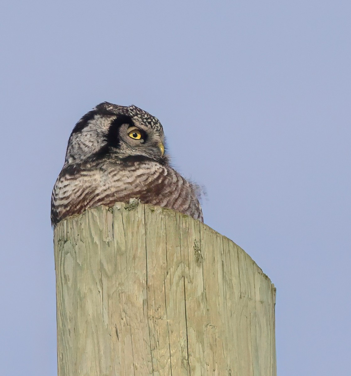 Northern Hawk Owl - ML646040402