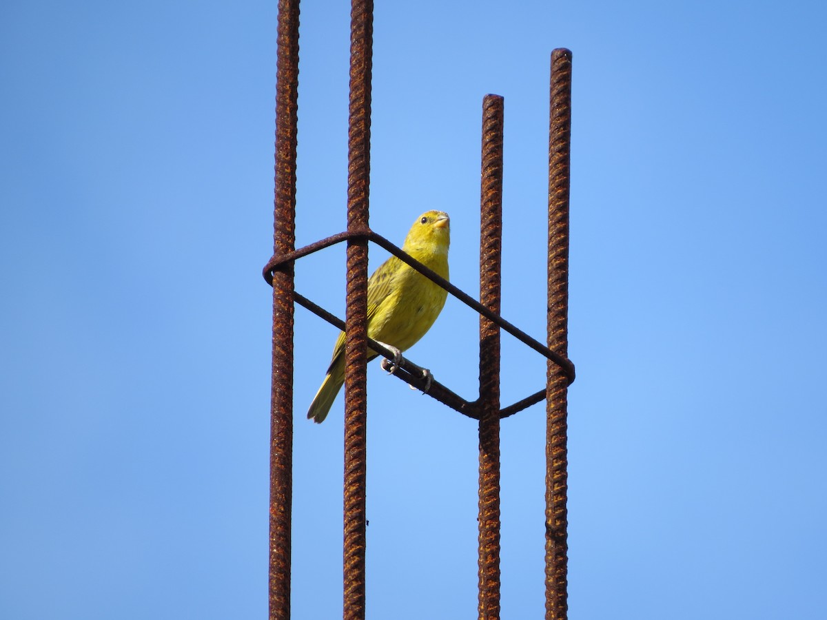 橙黃雀鵐 - ML646040403