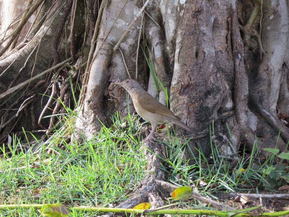Pale-breasted Thrush - ML646040413
