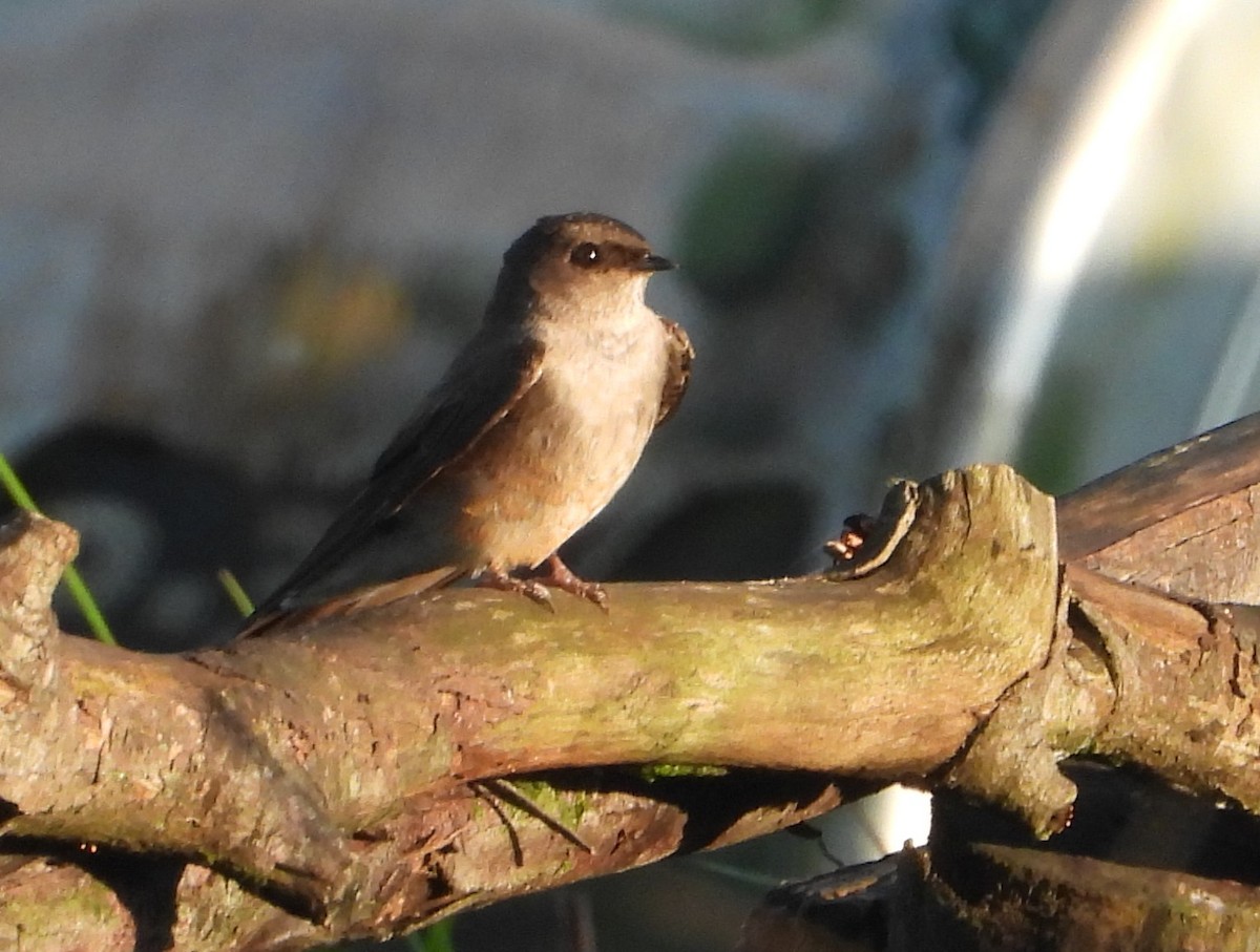 brunsandsvale - ML646040423