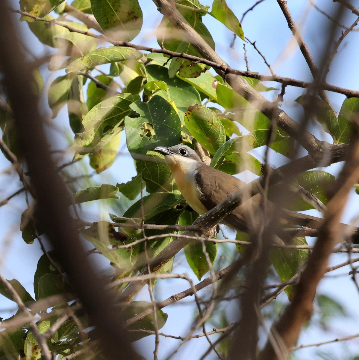Dark-billed Cuckoo - ML646040426