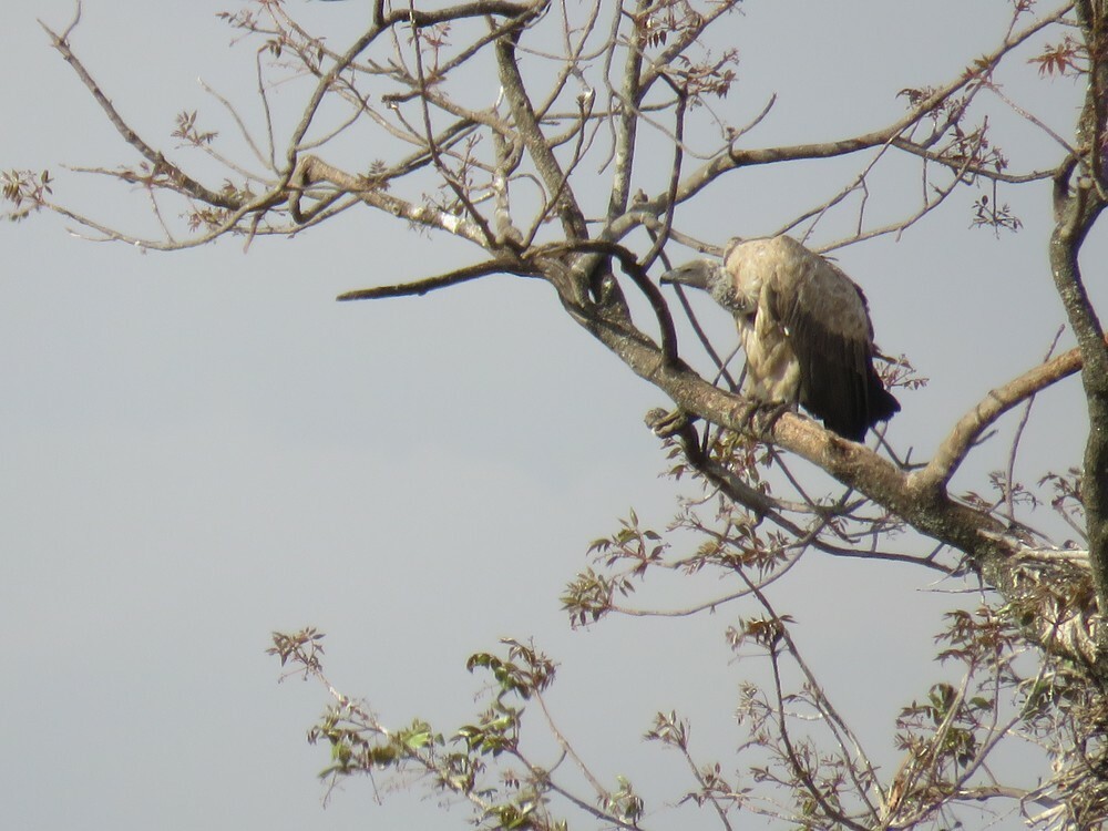 Buitre Dorsiblanco Africano - ML646040429