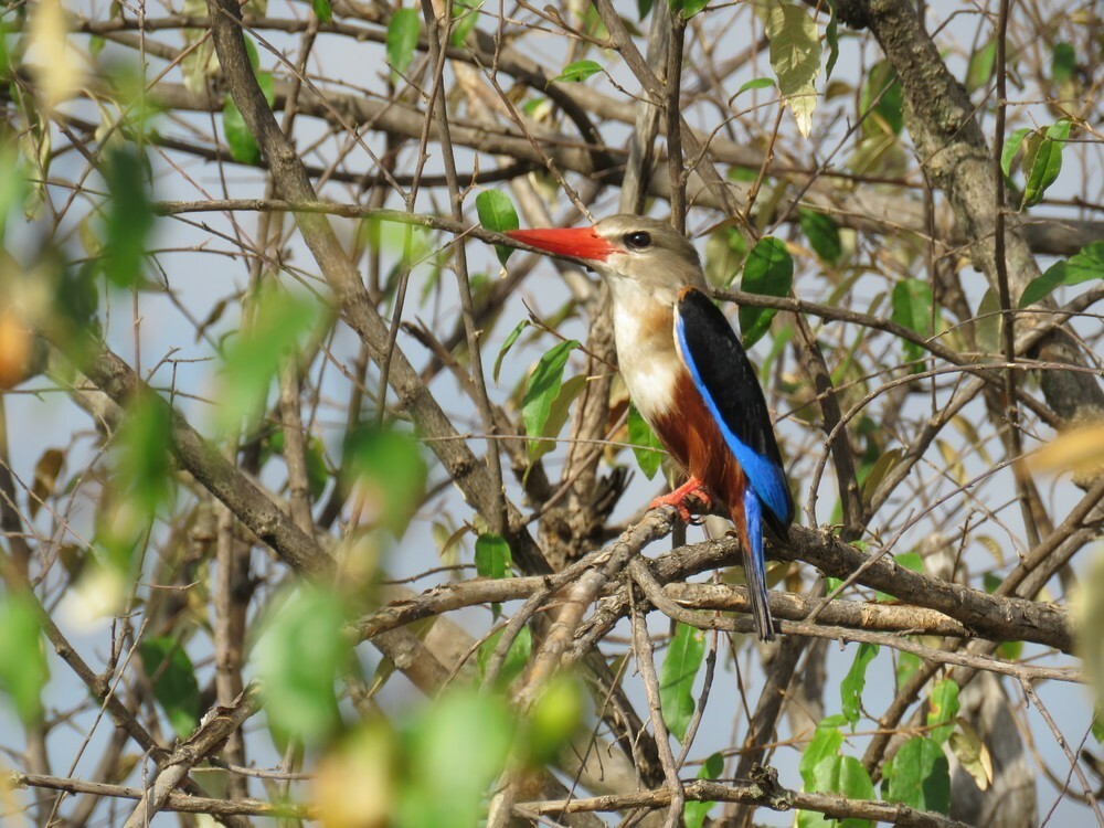 Gray-headed Kingfisher - ML646040432
