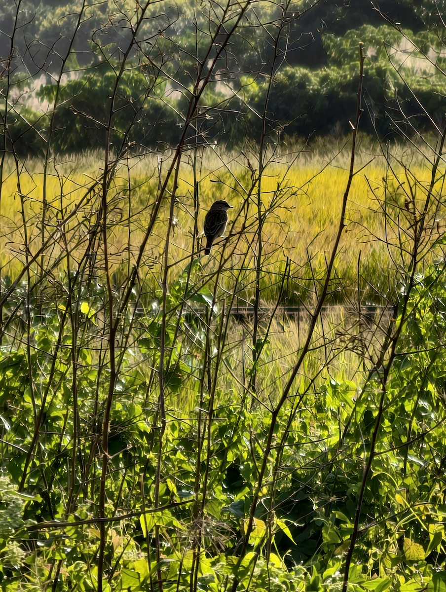 bramborníček východoasijský - ML646040433