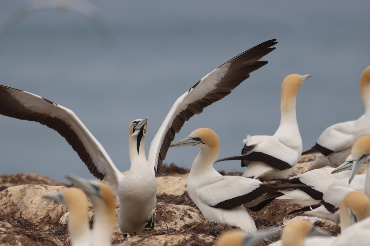 Cape Gannet - ML646040438