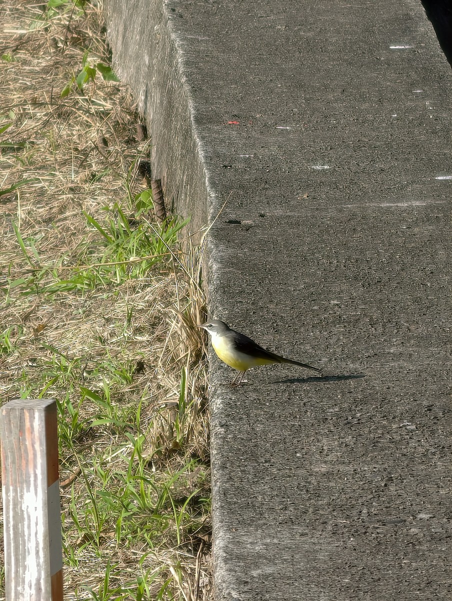 konipas horský - ML646040450