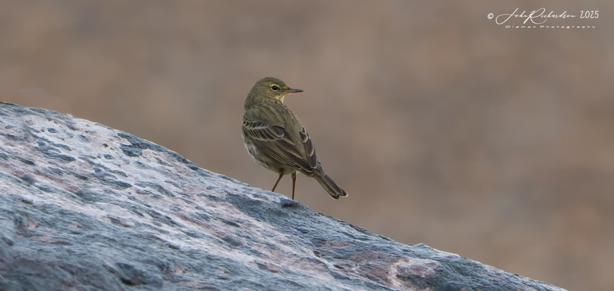 Rock Pipit - ML646040455