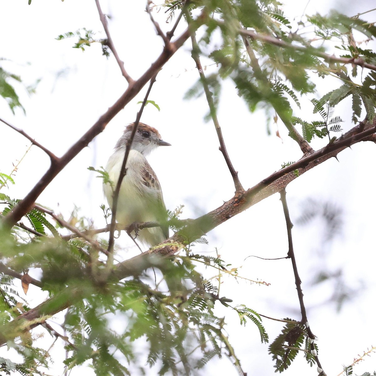 White-naped Xenopsaris - ML646040460