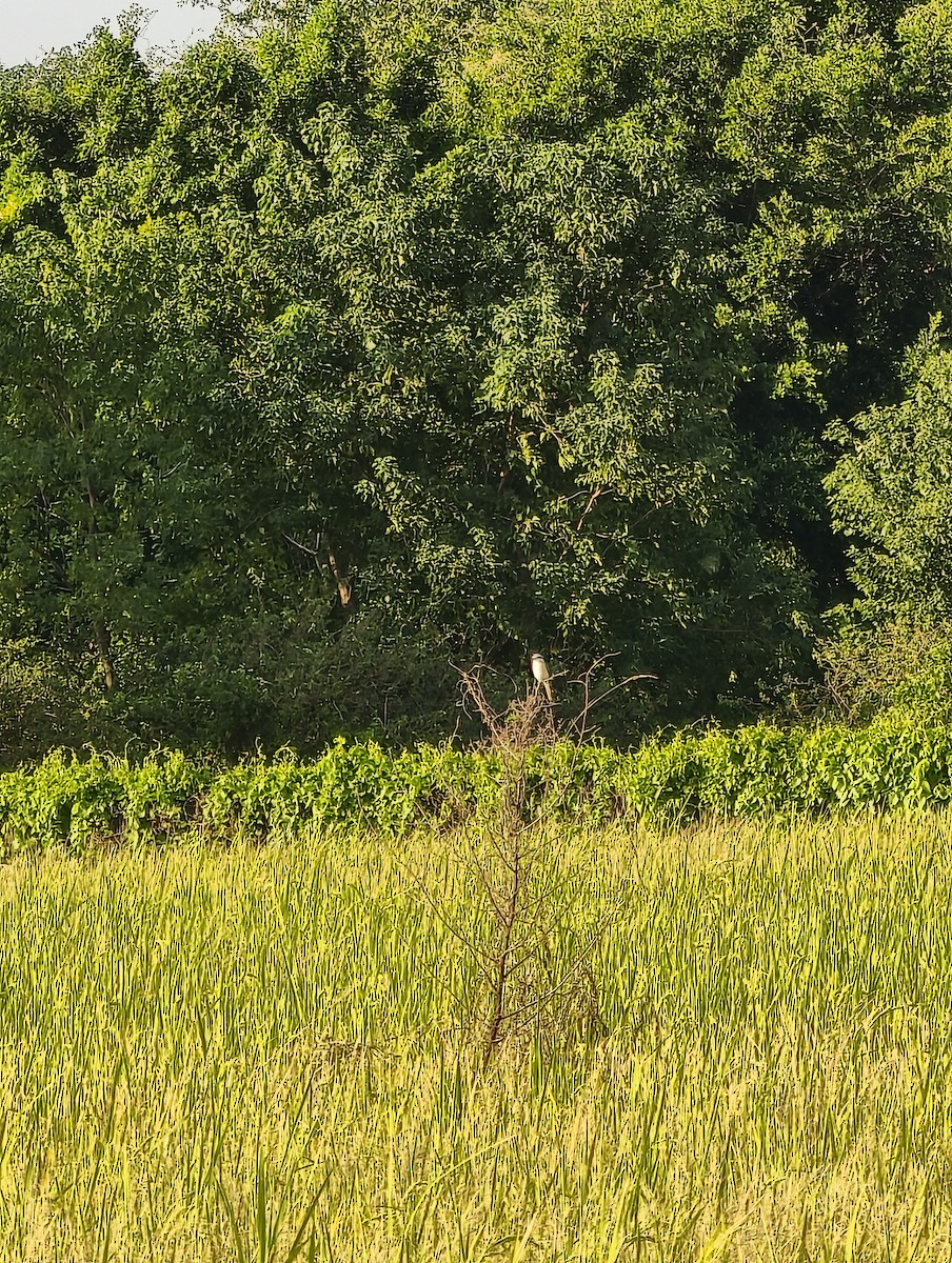 ťuhýk hnědý - ML646040475