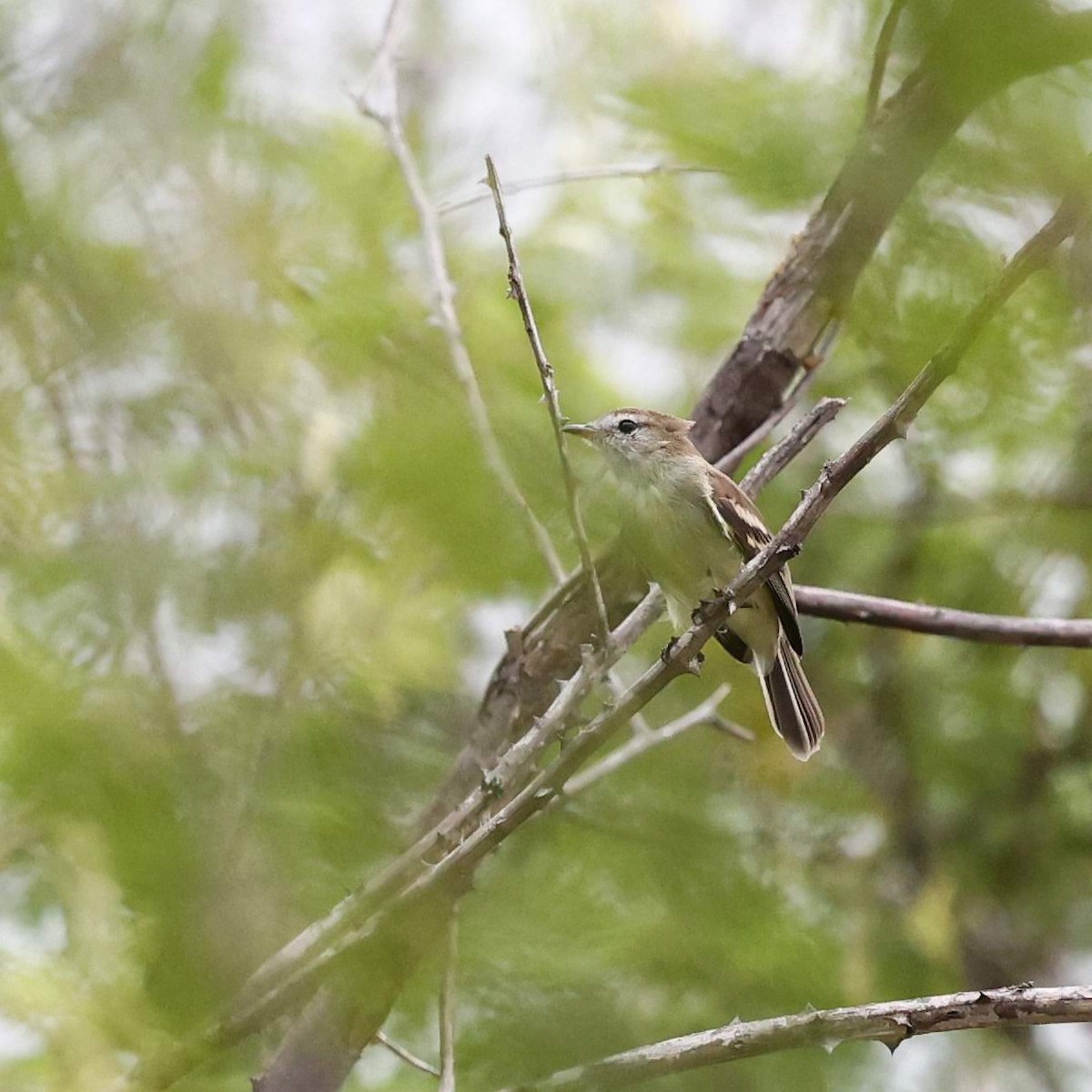 Southern Scrub-Flycatcher - ML646040483