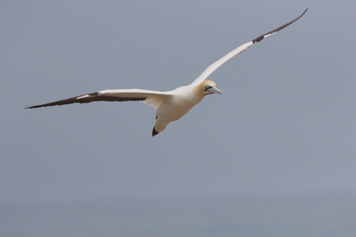 Cape Gannet - ML646040486