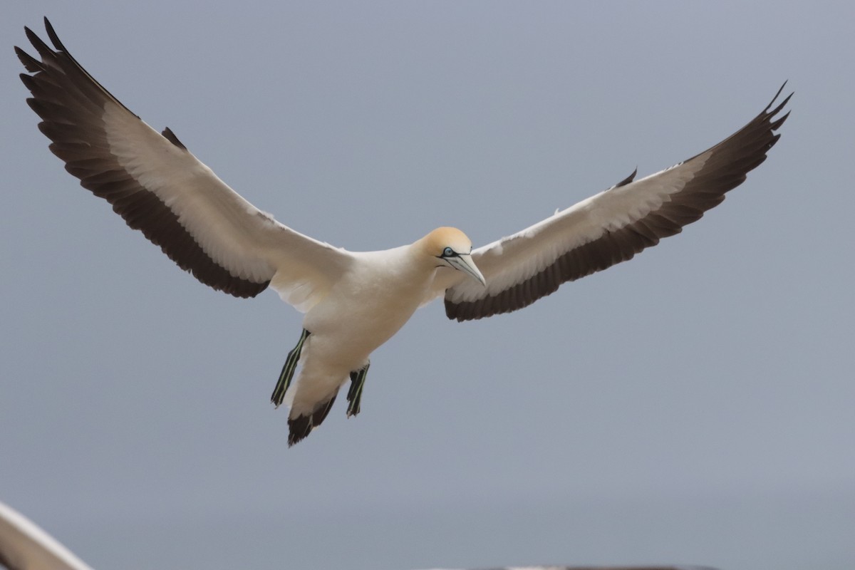 Cape Gannet - ML646040487