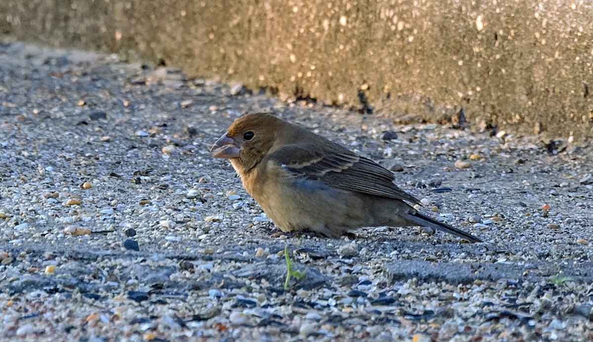 Blue Grosbeak - ML646040491
