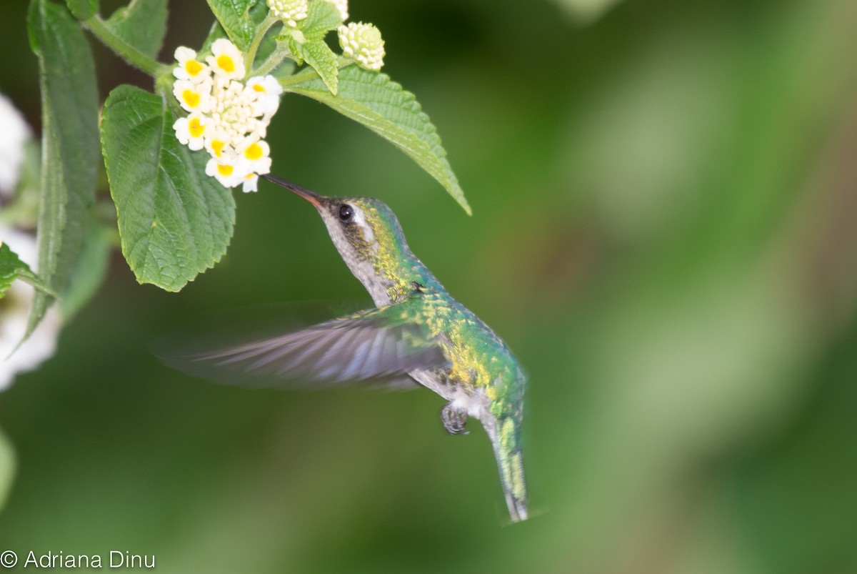 Glittering-throated Emerald - ML646040497