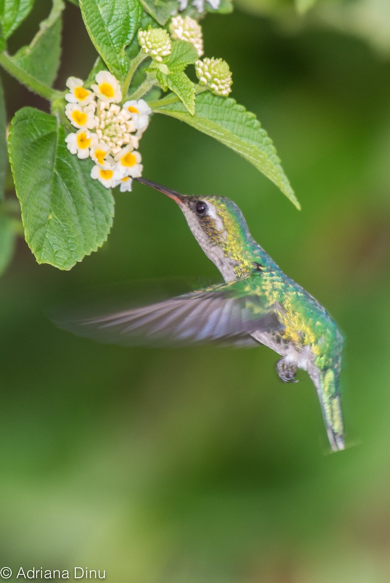 Glittering-throated Emerald - ML646040498