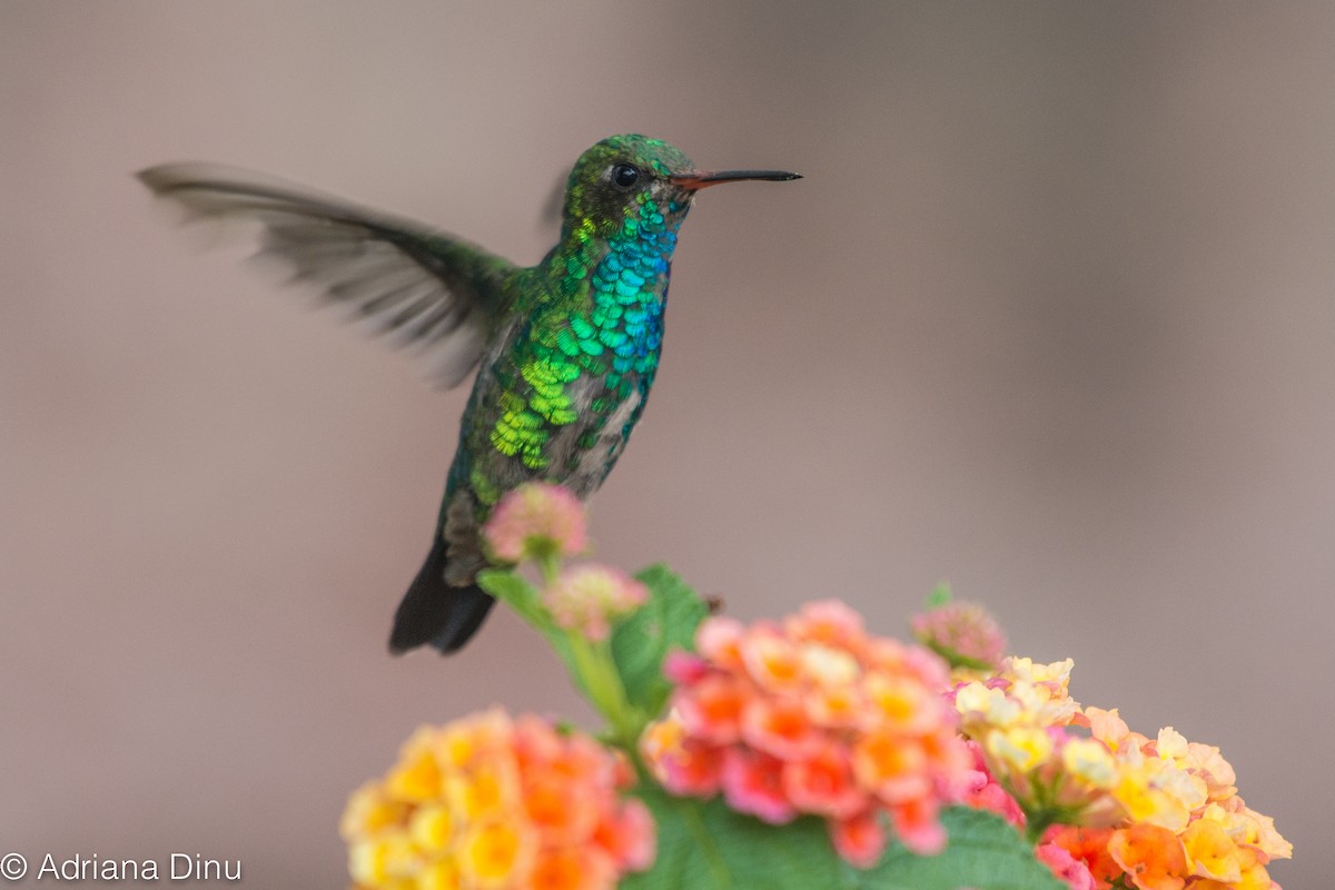 Glittering-throated Emerald - ML646040499