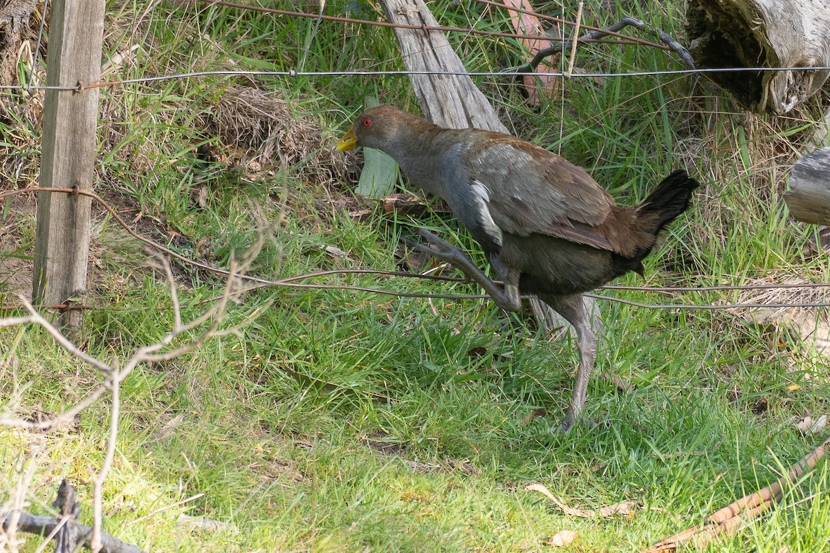 tasmansivhøne - ML646040510