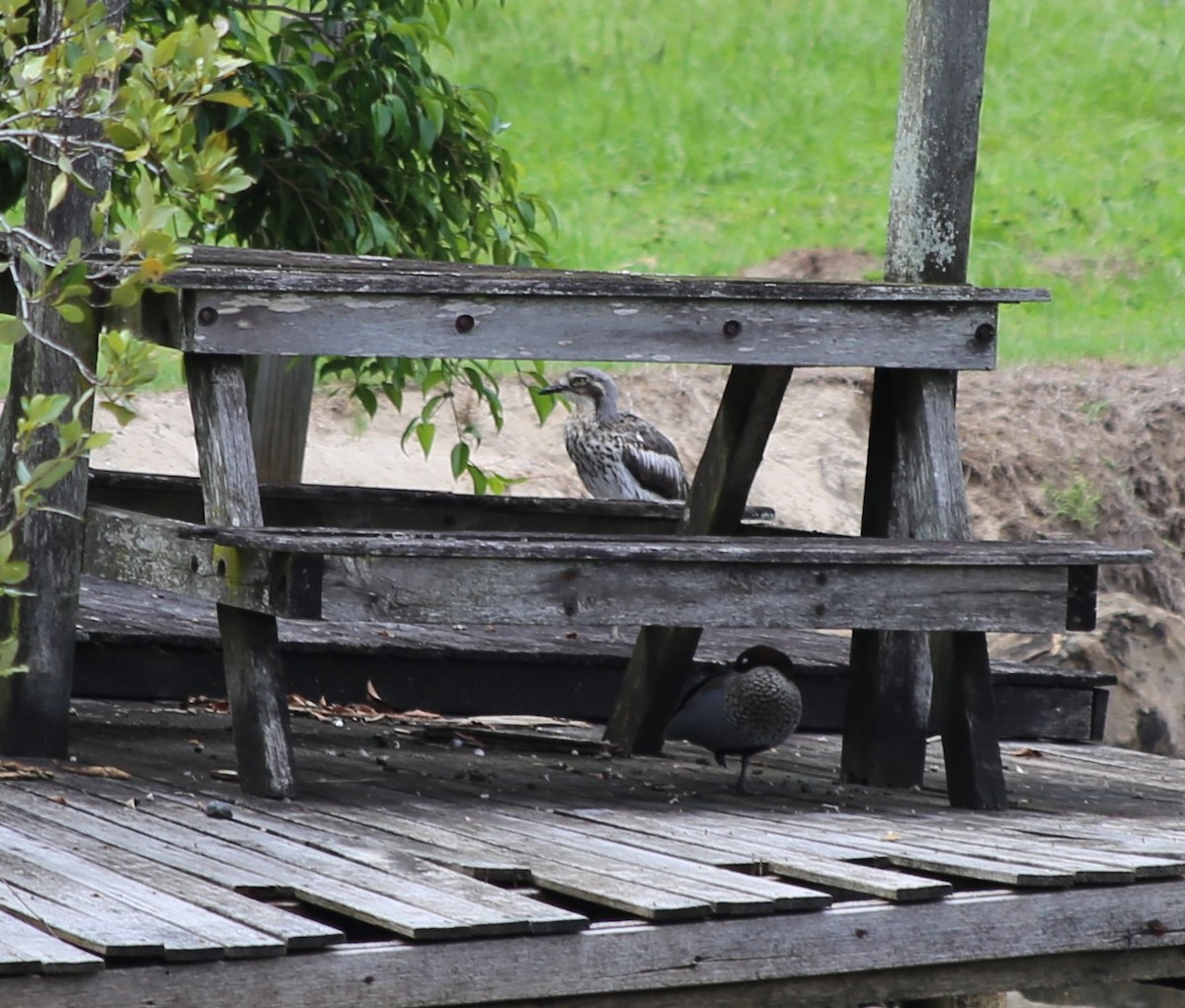 styltetriel - ML646040512