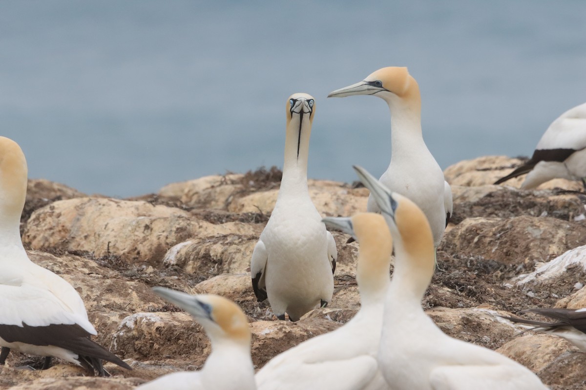 kappsule - ML646040513