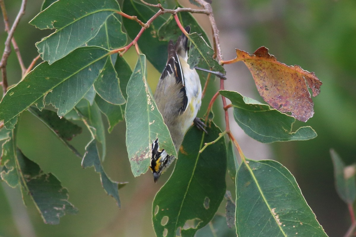 stripediamantfugl (ornatus) - ML646040514