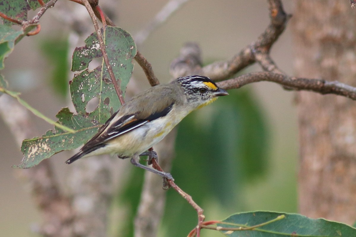 stripediamantfugl (ornatus) - ML646040515