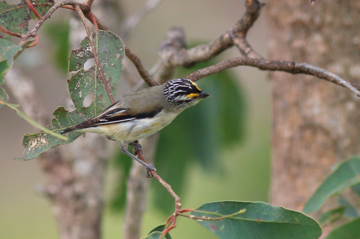 stripediamantfugl (ornatus) - ML646040516