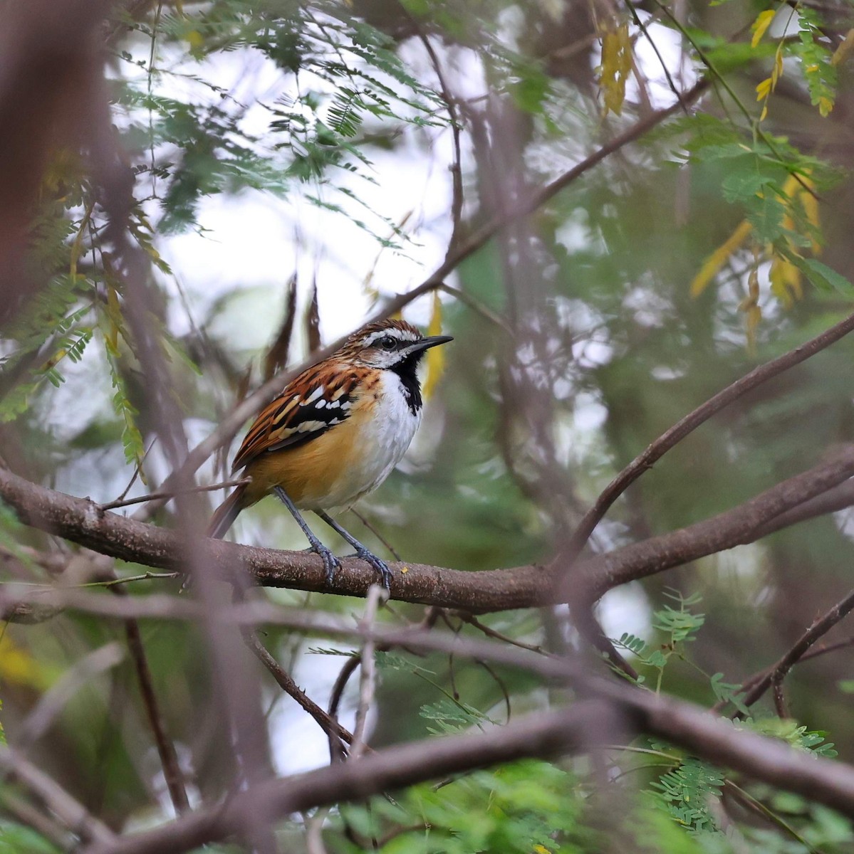 striperyggmaurfugl - ML646040518