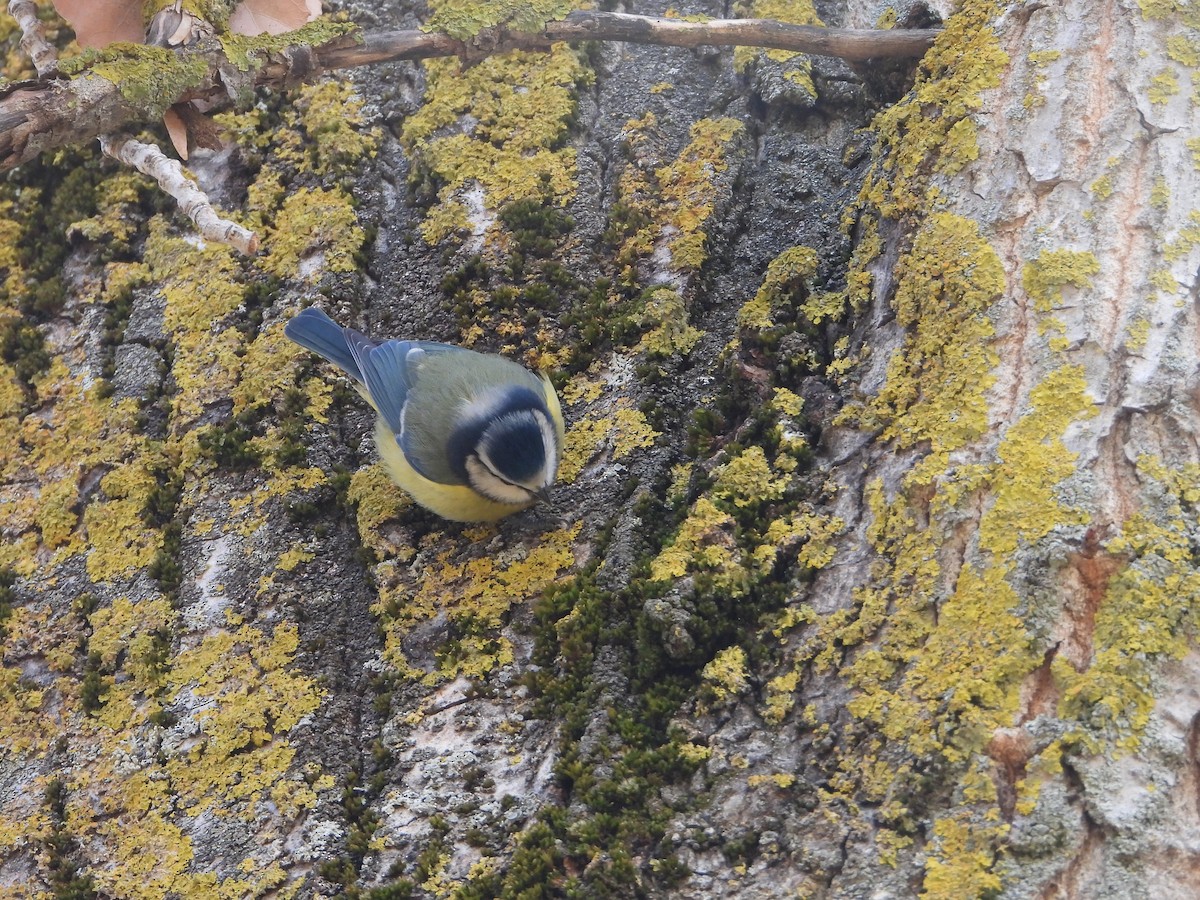 blåmeis - ML646040520