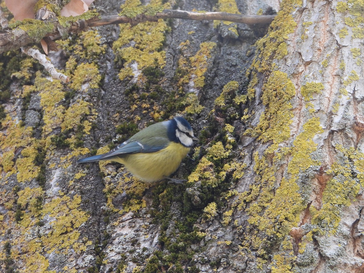 blåmeis - ML646040521